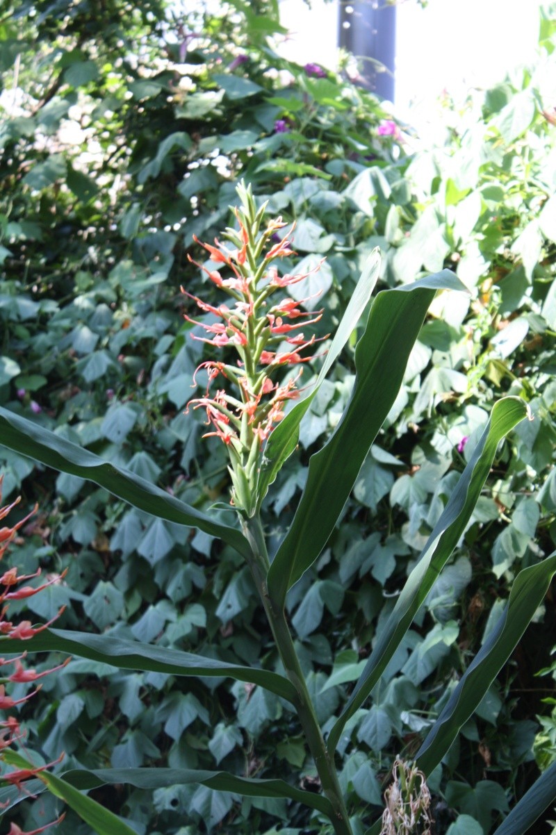 Mi-aout : le temps des Hedychium Hedych17