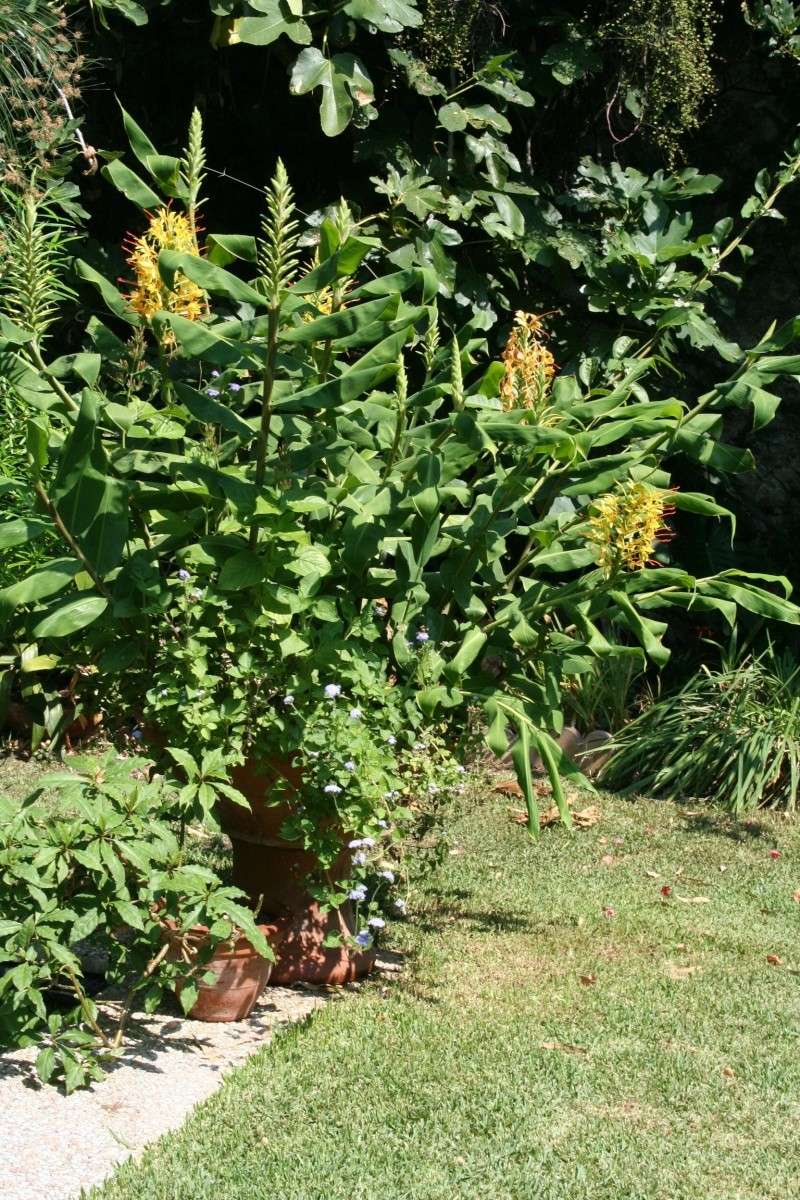 Mi-aout : le temps des Hedychium Hedych19