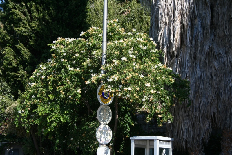 Floraison Bauhinia Poste_10