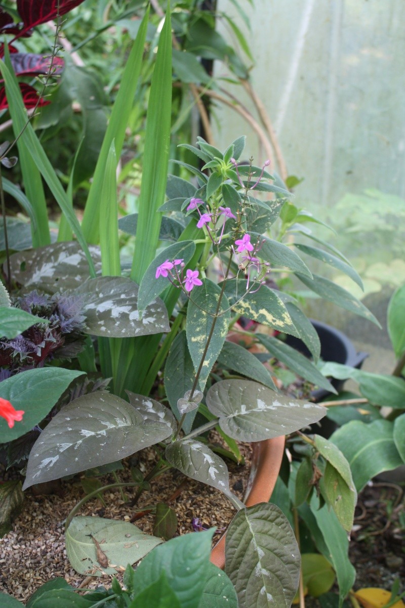 Pseuderanthemum alatum, une miniature que j'adore Pseude11