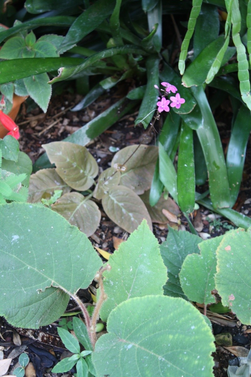 Pseuderanthemum alatum, une miniature que j'adore Pseude12