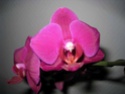 Photos d'orchidées - Page 2 Promes31