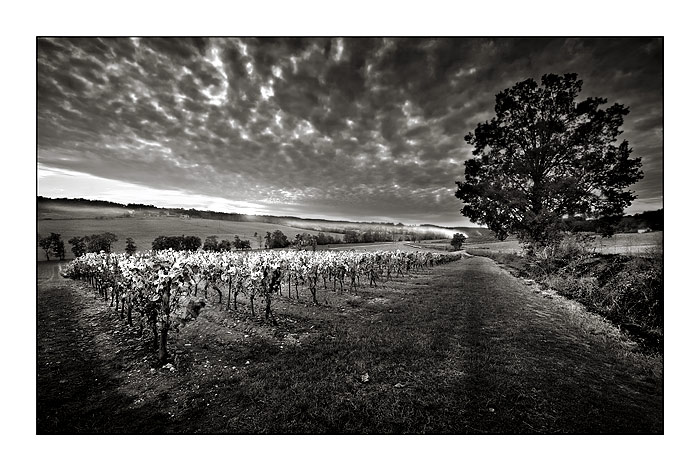 Vignes et cobuage Dsc_8512