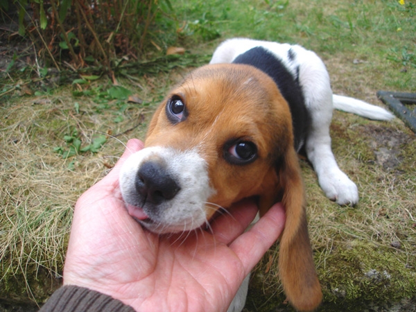 Diane, Beagle, 4 mois, (sourde). Diane_10