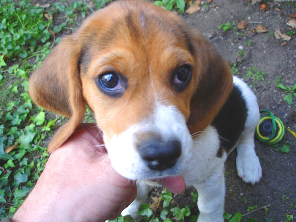 Diane, Beagle, 4 mois, (sourde). Diane_11