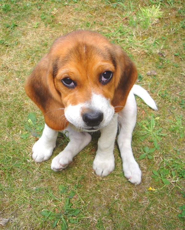 Diane, Beagle, 4 mois, (sourde). Diane_12