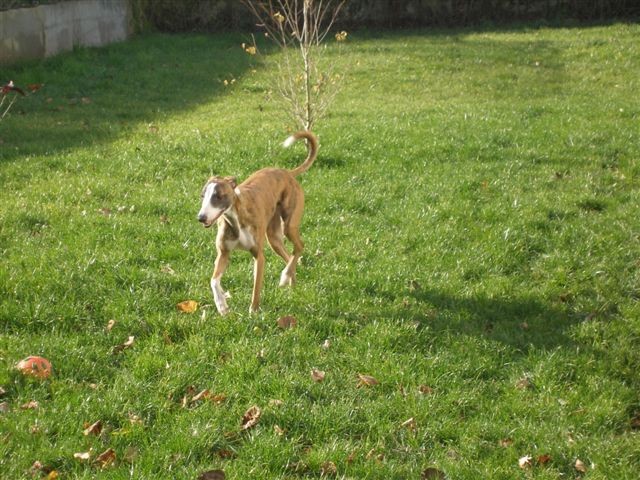 CARDIN, whippet 18 mois dans le 47 26_11_10