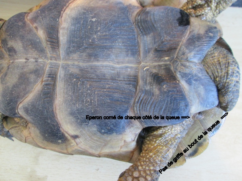 Acquisition tortue terrestre - Page 3 Img_1311