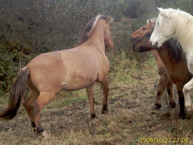 Uhu qui retrouve sa jeunesse... Imag0011