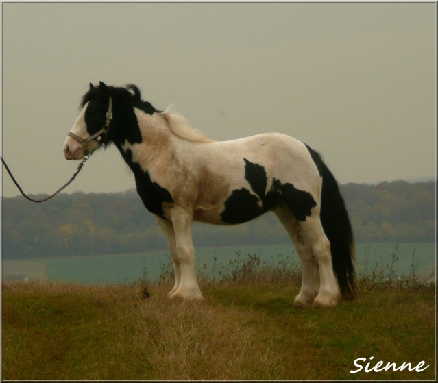 Des nouvelles de Sienne ^^ Sienne12