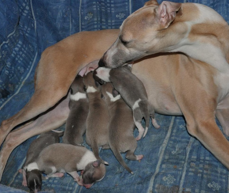 Bébés lévriers whippets LOF : DU NOUVEAU ! - Page 3 180310