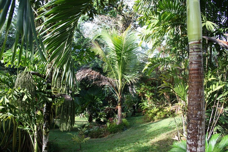 Les Jardins Guyanais Img_2711