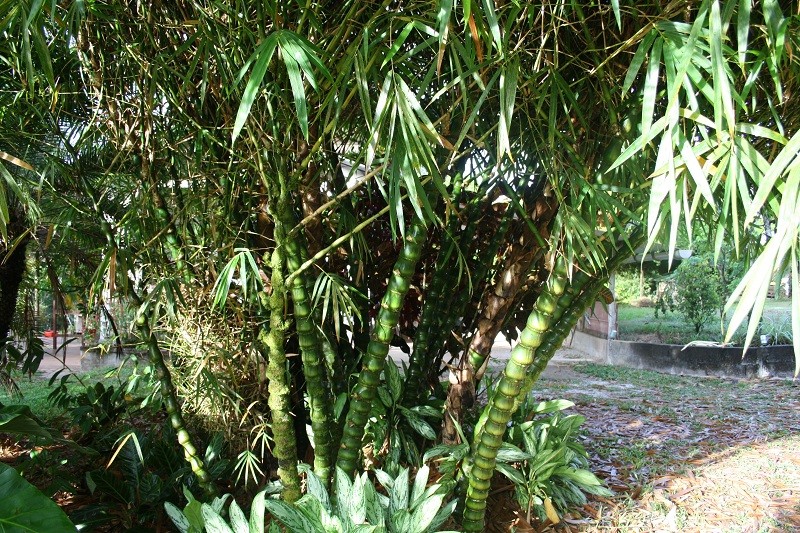 Les Jardins Guyanais Img_2712
