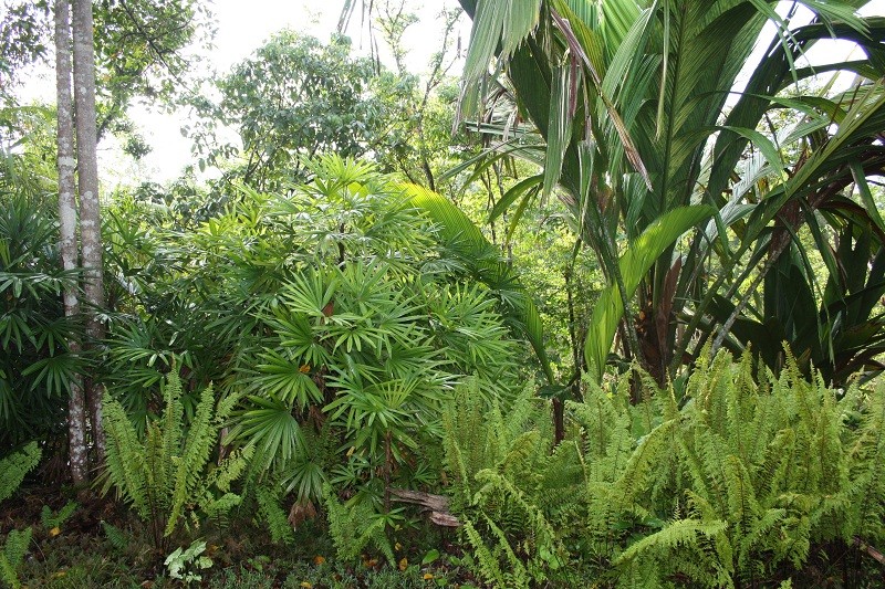 Les Jardins Guyanais Img_2717