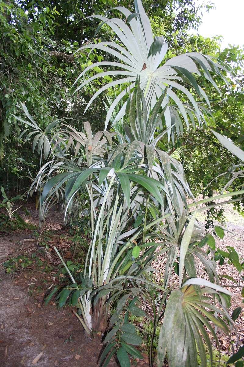 Les Jardins Guyanais Img_3517