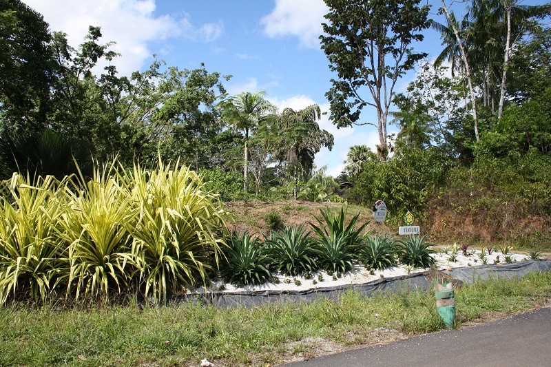 Les Jardins Guyanais Img_3610