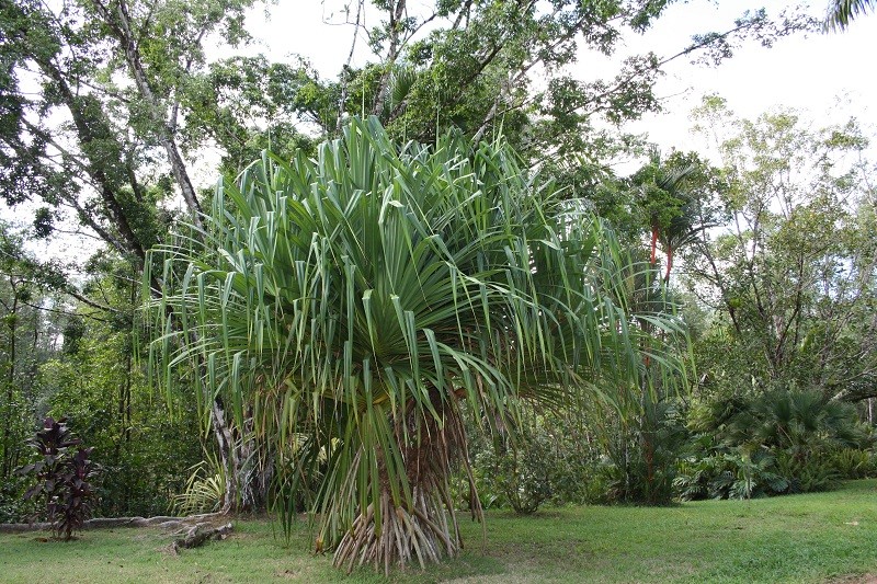 Les Jardins Guyanais Img_3611