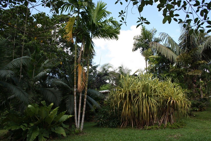 Les Jardins Guyanais Img_3612