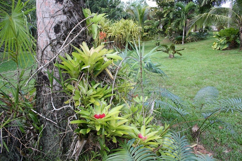 Les Jardins Guyanais Img_3615