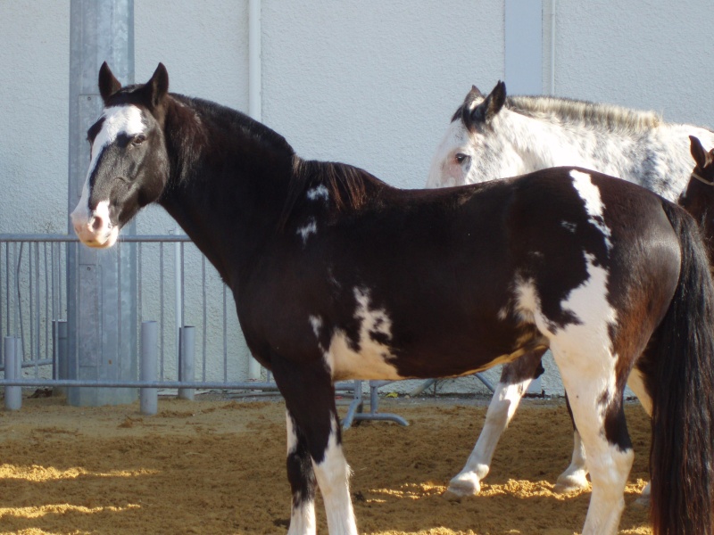 Qualification et concours chevaux Barbes 2008 Argent12