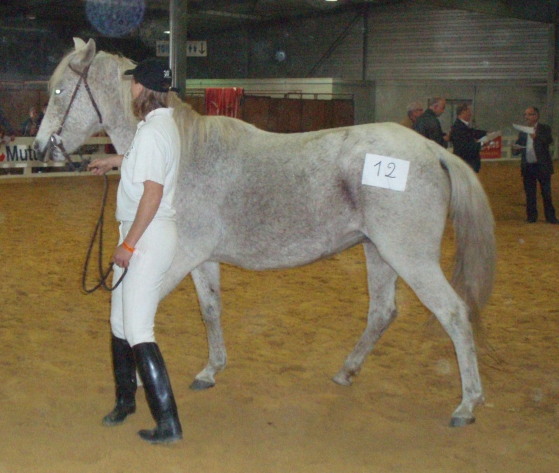 Qualification et concours chevaux Barbes 2008 Feerie10