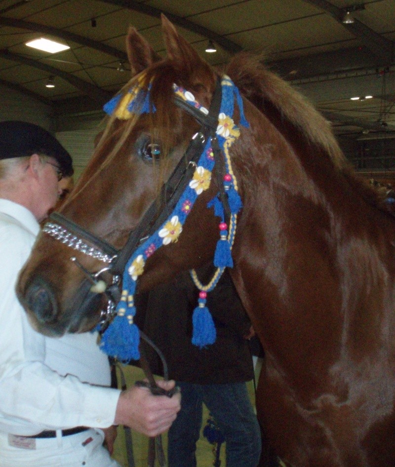 Qualification et concours chevaux Barbes 2008 Rafik_11