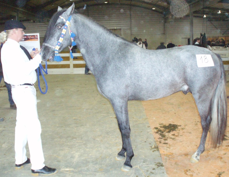 Qualification et concours chevaux Barbes 2008 Salif_11