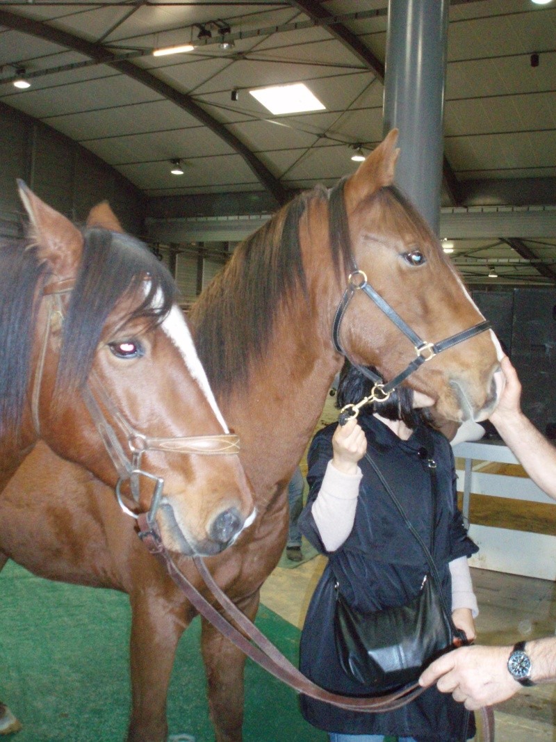 Qualification et concours chevaux Barbes 2008 - Page 2 Saynan10