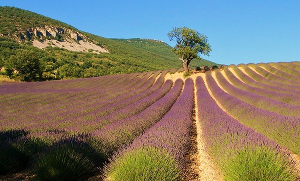 POUR *les anciens de* FORCALQUIER