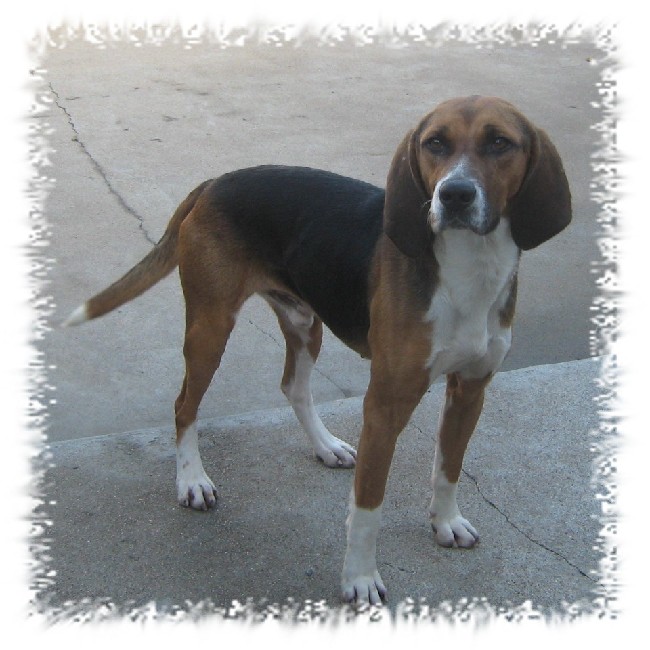 Beagle male 5 ans fourriere de thouars  dept79 Img-1635