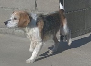 79 - UMAa X beagle/griffon 8 ans environ en fourriere Uma21010