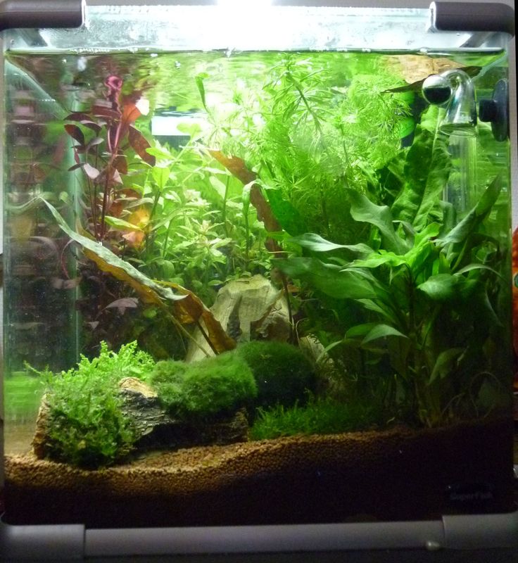 mes nanos- jungles ! Cube_214
