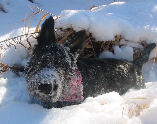 *VOTE* CONCOURS PHOTO : Chien de neige Wallyn11