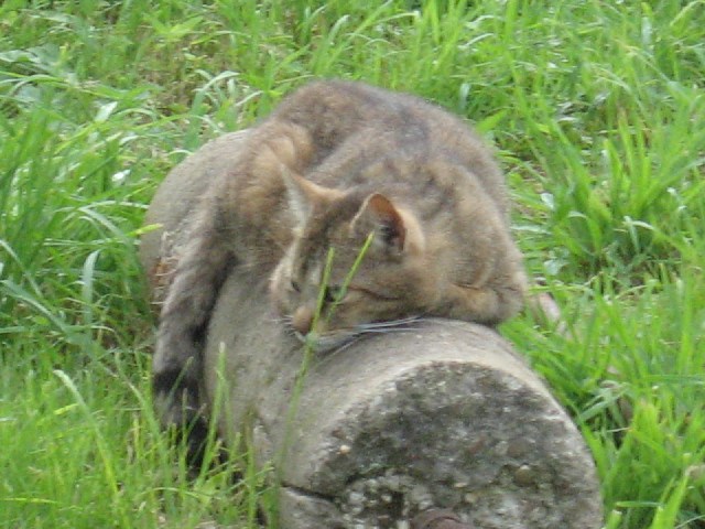 mon chti' mini pouce. Mini-j11