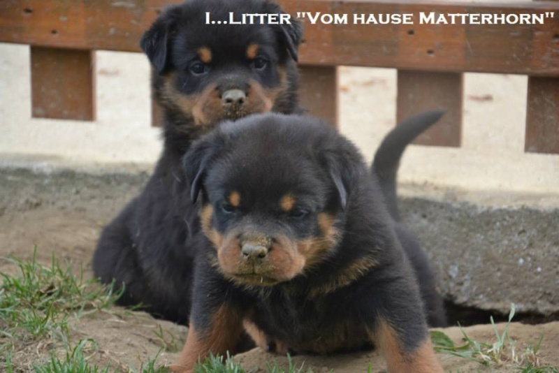 Futurs petits Rottweiler chez "Vom Hause Matterhorn" - Page 5 10032110