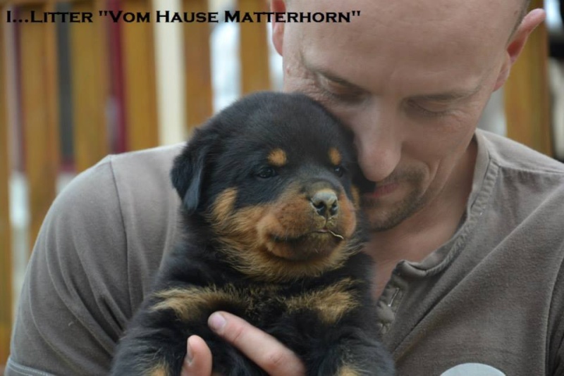 Futurs petits Rottweiler chez "Vom Hause Matterhorn" - Page 5 11753110