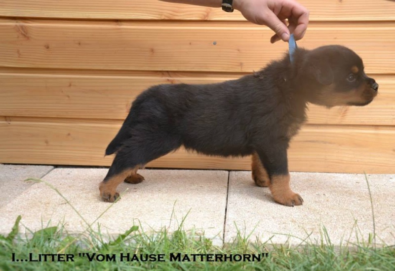 Futurs petits Rottweiler chez "Vom Hause Matterhorn" - Page 5 11861510