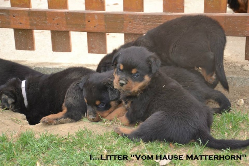 Futurs petits Rottweiler chez "Vom Hause Matterhorn" - Page 5 12342410