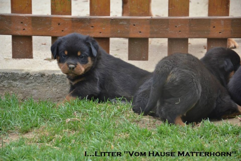 Futurs petits Rottweiler chez "Vom Hause Matterhorn" - Page 5 12342510