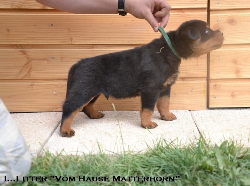 Futurs petits Rottweiler chez "Vom Hause Matterhorn" - Page 5 12344210