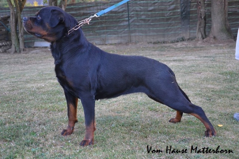 Chiots Rottweiler LOF "Vom Hause Matterhorn" Gueiss/Jackson 44411_10