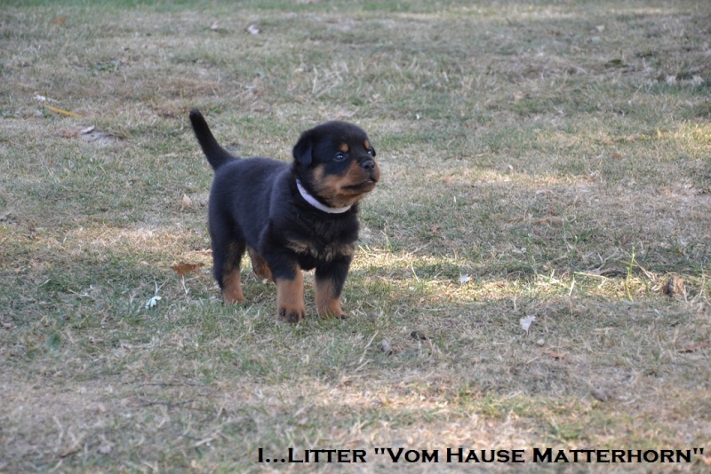 Futurs petits Rottweiler chez "Vom Hause Matterhorn" - Page 5 Blanc210