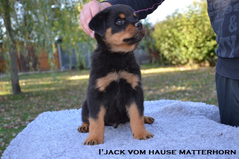 Futurs petits Rottweiler chez "Vom Hause Matterhorn" - Page 6 I_jack10
