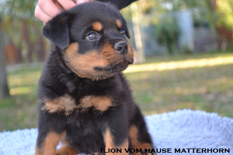 Futurs petits Rottweiler chez "Vom Hause Matterhorn" - Page 6 Ilion210