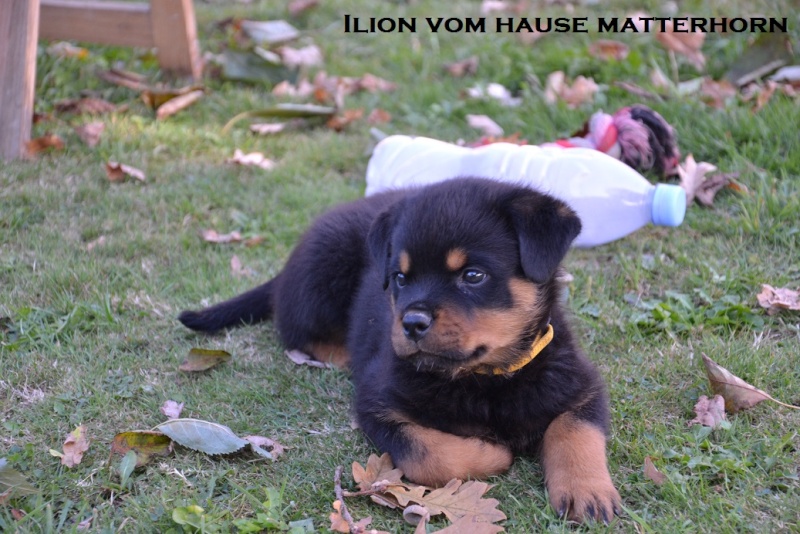 Futurs petits Rottweiler chez "Vom Hause Matterhorn" - Page 6 Ilion310