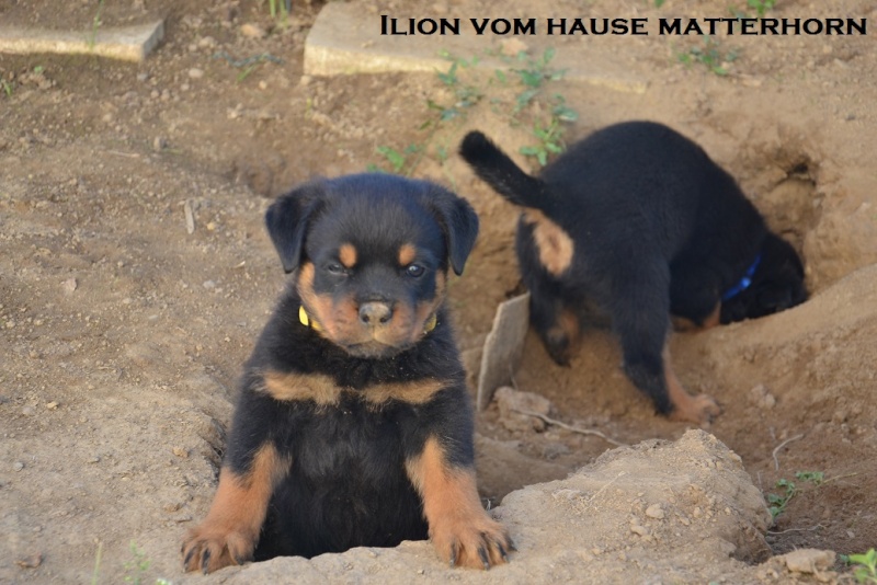 Futurs petits Rottweiler chez "Vom Hause Matterhorn" - Page 6 Ilion410