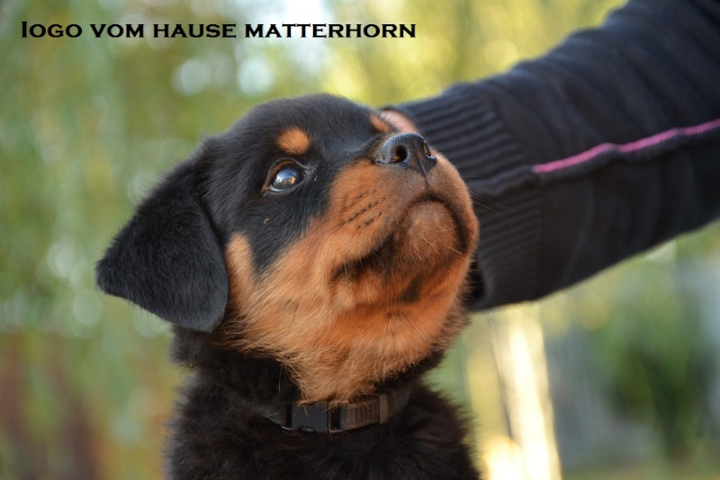 Futurs petits Rottweiler chez "Vom Hause Matterhorn" - Page 6 Iogo10