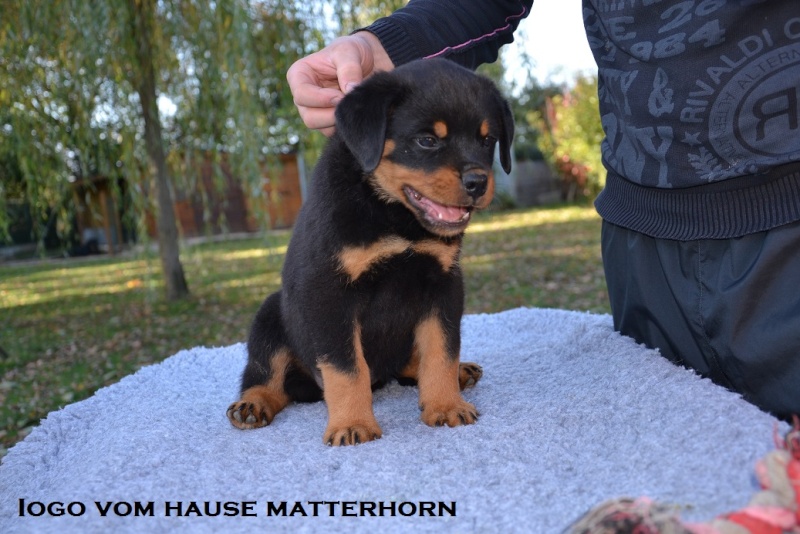 Futurs petits Rottweiler chez "Vom Hause Matterhorn" - Page 6 Iogo210