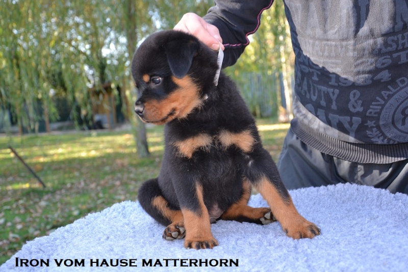 Futurs petits Rottweiler chez "Vom Hause Matterhorn" - Page 6 Iron210