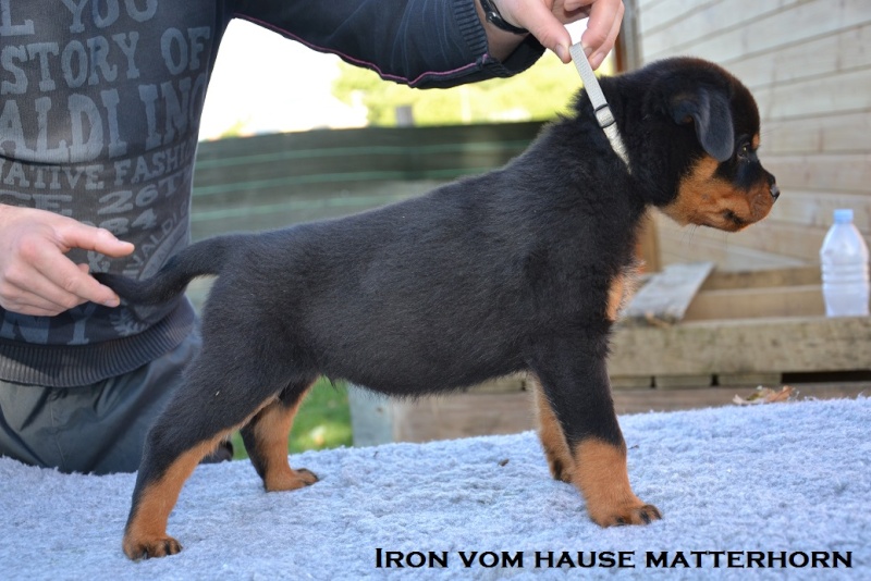 Futurs petits Rottweiler chez "Vom Hause Matterhorn" - Page 6 Iron310